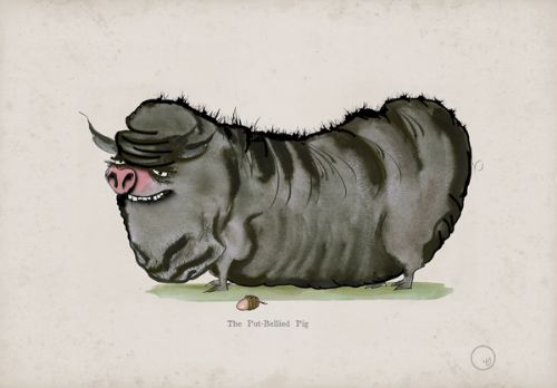 Pot-Bellied Pig, fun heritage art print by Tony Fernandes